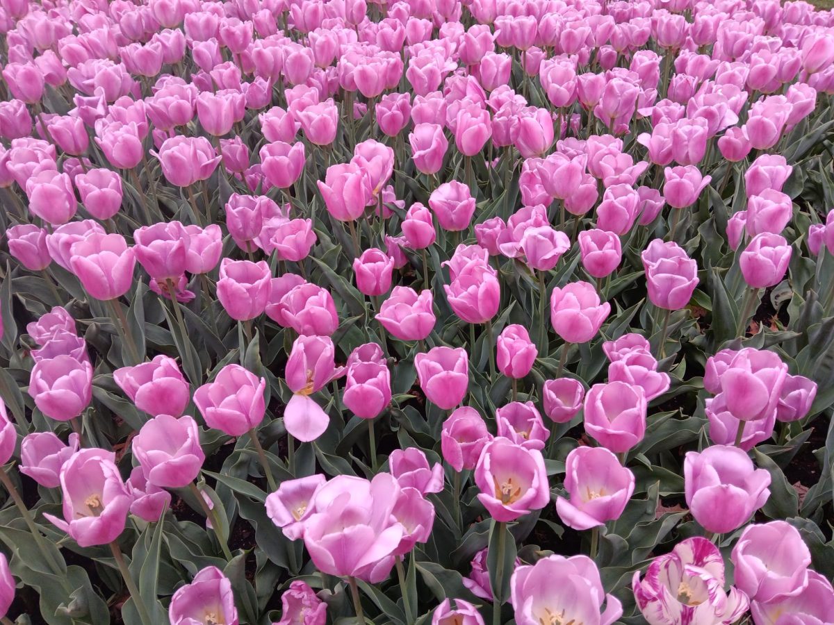Tulips